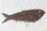x Framed Fossil Fish (Knightia) - Wyoming #122642-1